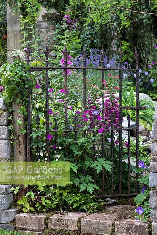 Wrought iron gate with foxgloves and geraniums at a country cottage garden.