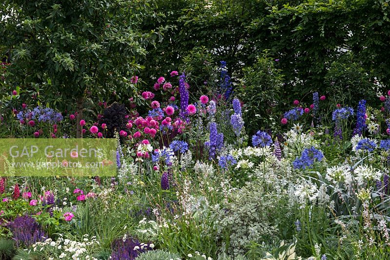 Study in pink, blue and white with pink dahila, lupin and phlox, blue delphinium, salvia and agapanthus and white agapanthus  guara.