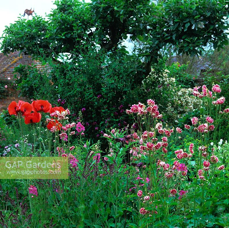 Summer border with poppies, Aquilegia vulgaris var. Stellata Nora Barlow and sidalcea.