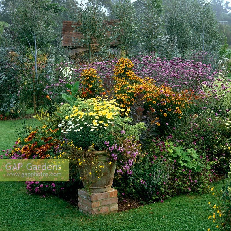 Pot of Argyranthemum Jamaica Primrose by borders of  verbena, helenium, Artemisia lactiflora, gazania 