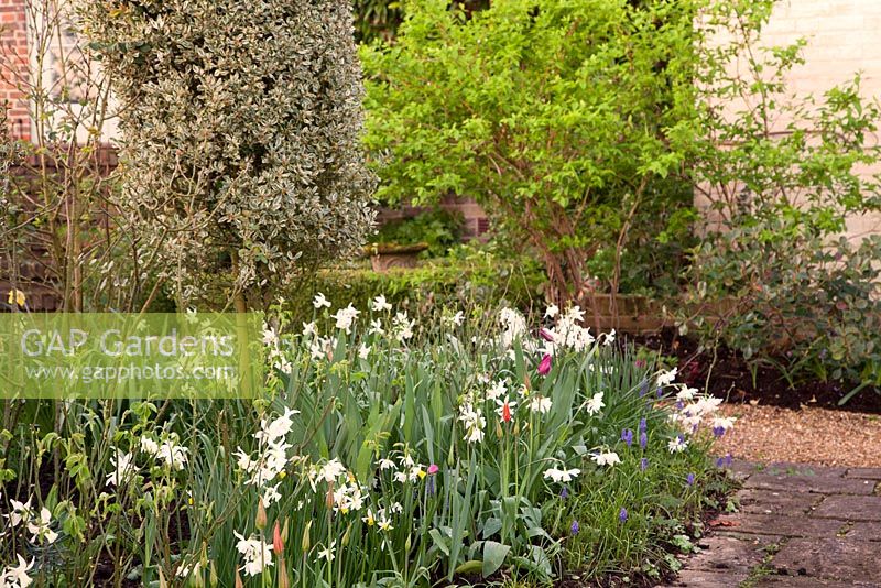 Spring garden with mixed Tulipa, Narcissi, Muscari and clipped columns of Rhamnus alaternus 'Argenteovariegata' 