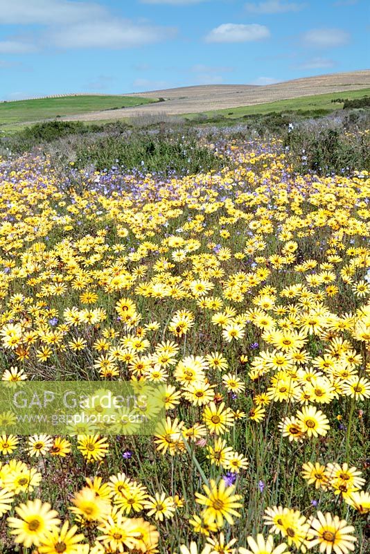 Ursinia anthemoides - Common parachute daisy, Darling, Western Cape, South Africa