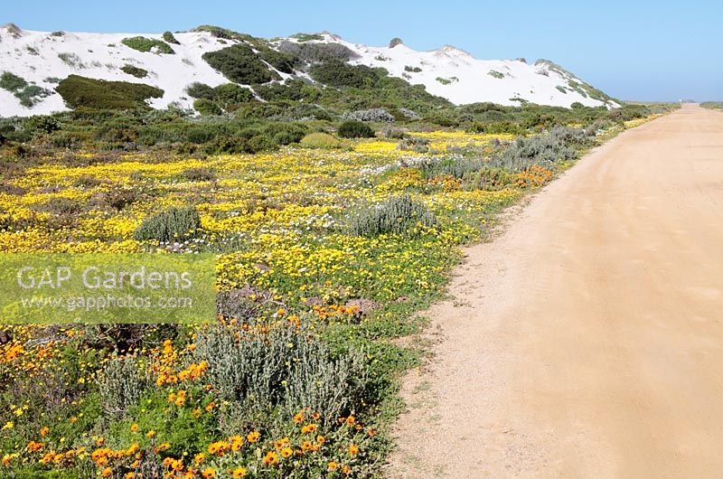 Mixed Spring Daisy Flowers, West Coast National Park, Langebaan, Western Cape, South Africa
