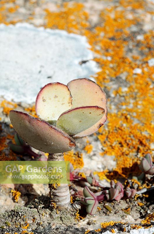 Cotyledon orbiculata - Pig's ear, Paternoster, Western Cape, South Africa