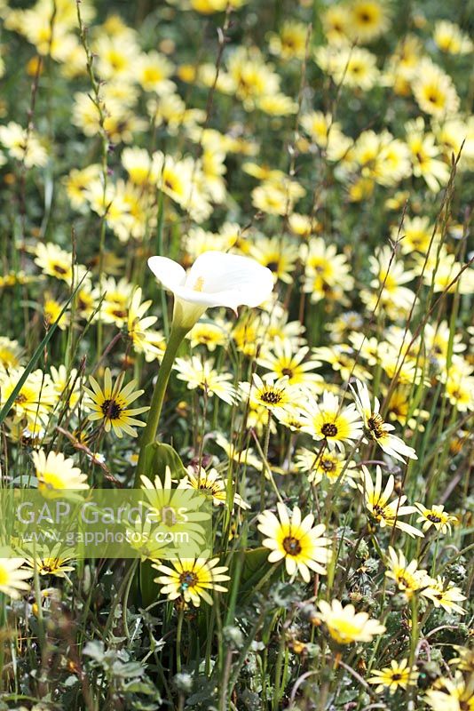 Ursinia anthemoides - Common parachute daisy and Zantedeshia aethiopica - Arum or Calla Lily, Darling, Western Cape, South Africa