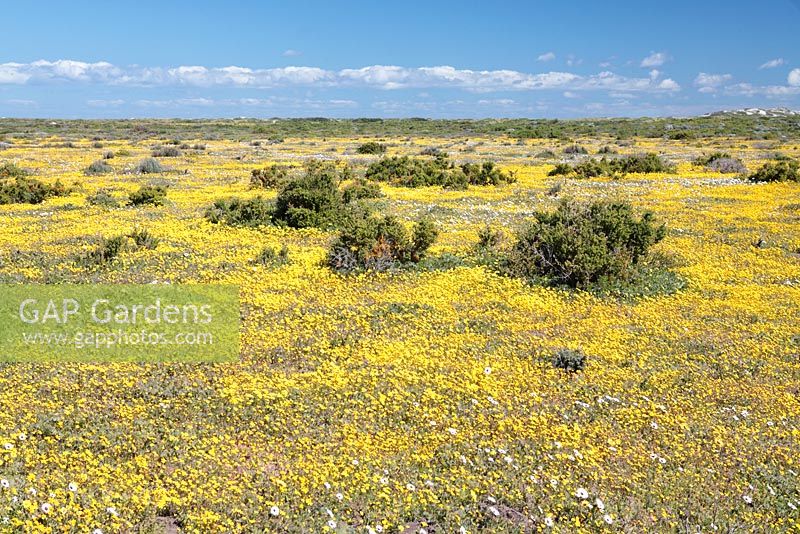 Mixture of Senecio littoreus - Shore Ragwort and Senecio abruptus - Hongerblom or Yellow Starvation Ragwort, West Coast National Park, Langebaan, Western Cape, South Africa