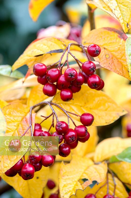 Cotoneaster lacteus. Late cotoneaster with red berries in autumn - November - Oxfordshire