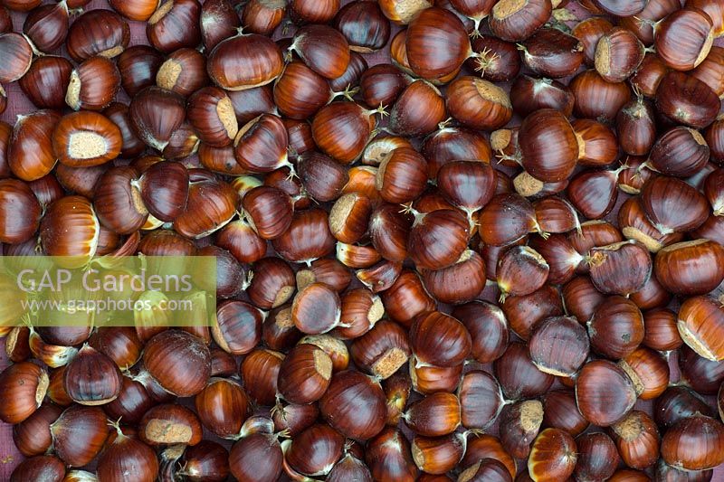 Castanea sativa - Foraged sweet chestnuts - October - Oxfordshire