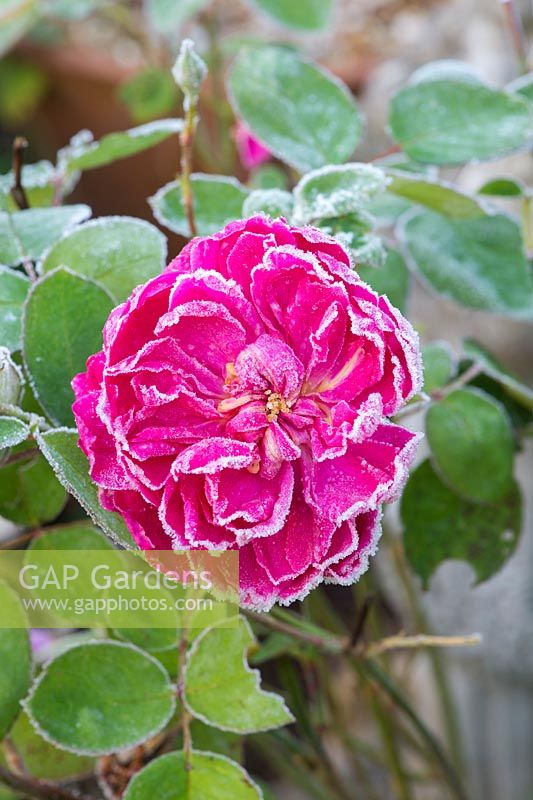 Rosa 'Sophy's Rose' covered in an autumn frost - November - Oxfordshire