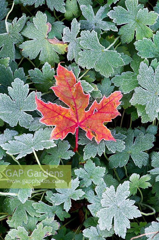 Geranium leaves with singular fallen maple leaf - November - Oxfordshire