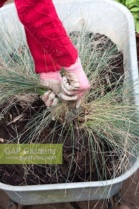 Festuca glauca 'Elijah Blue' - Gardener splitting up grass in a wheelbarrow - October - Oxfordshire