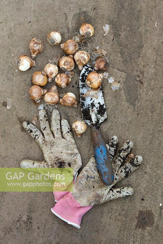 Gardening gloves, trowel and narcissus bulbs on a path - October - Oxfordshire