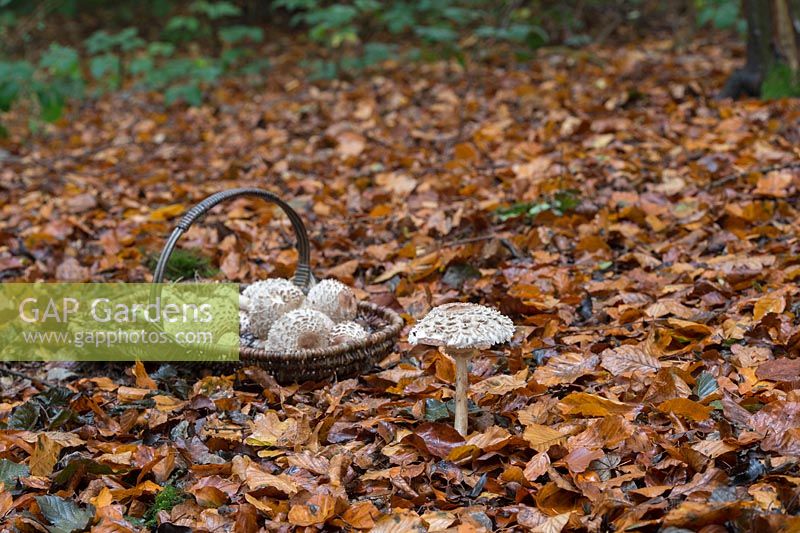 Macrolepiota procera - Foraging Parasol mushrooms in an english woodland - October - Oxfordshire