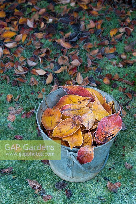 Prunus Amanogawa - Frosty Cherry Amanogawa leaves in a metal bucket in the garden - November - Oxfordshire