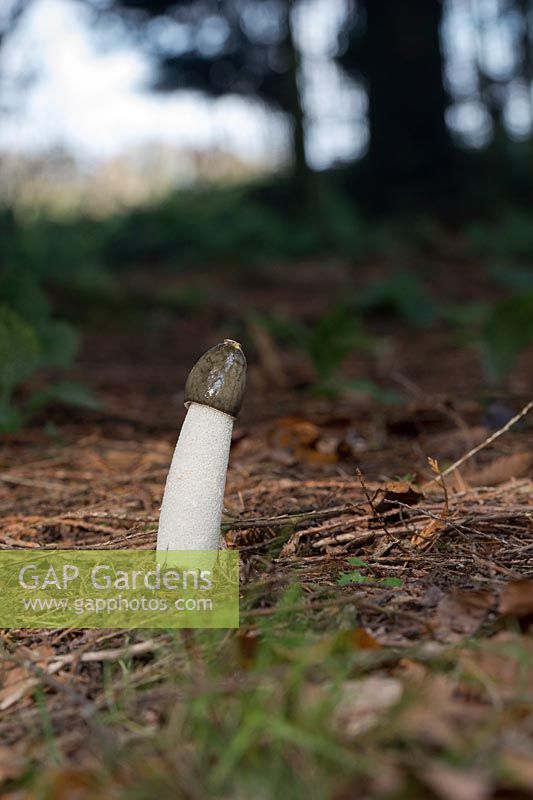 Phallus impudicus - Stinkhorn Mushrooom in an English woodland - November - Oxfordshire