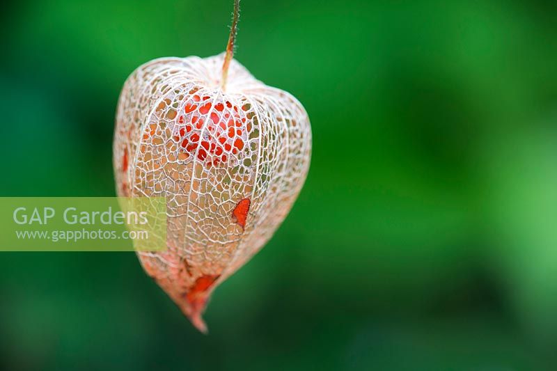 Physalis alkekengi - Drying Chinese lantern flower seed casing - October - Oxfordshire