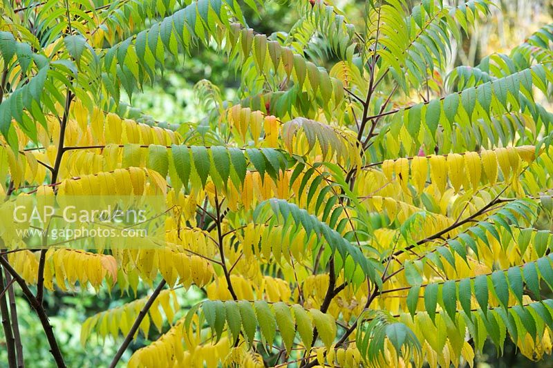 Rhus Succedanea - Wax tree leaves changing colour in the autumn - October - Oxfordshire