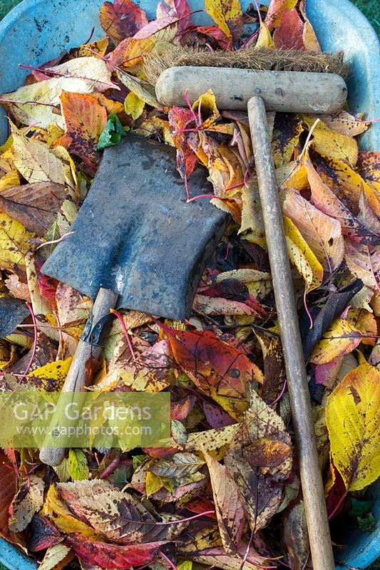 Shovel and brush with swept up autumn leaves in a wheelbarrow