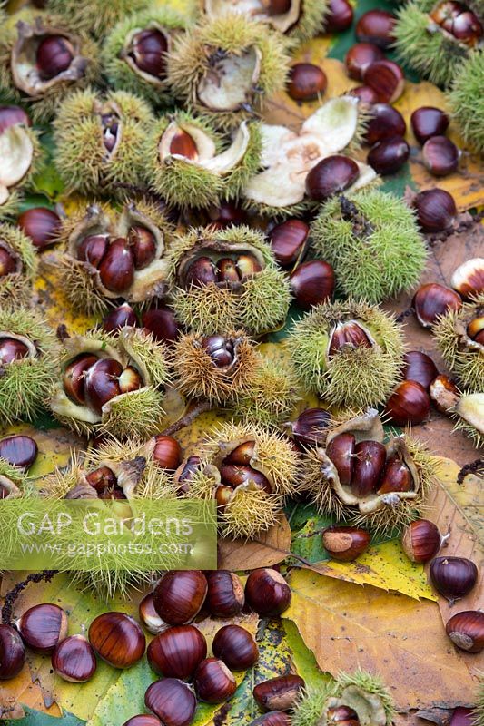 Castanea sativa - Sweet chestnuts with leaves and casings - October - Oxfordshire