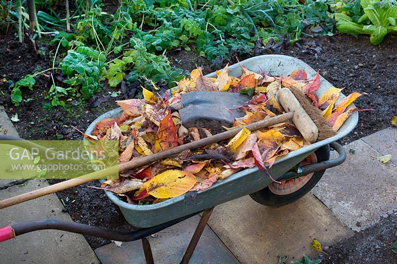 Collecting fallen autumn leaves in a wheelbarrow - November - Oxfordshire