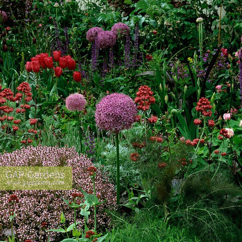 Bed of Allium 'Globemaster' and deep pink Tulipa 'Barcelona' above flowering mounds of Thymus vulgaris, valerian, carnation, fennel, lavender, artemisia and heuchera.