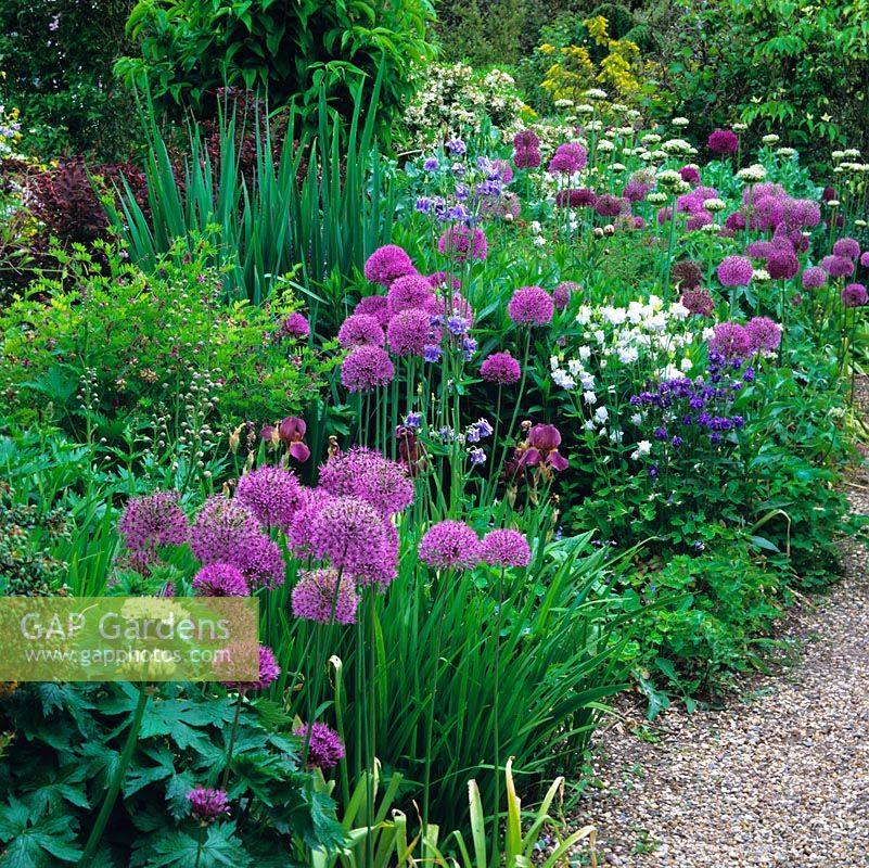 Early summer herbaceous border with flower colour from Allium 'Purple Sensation', Allium nigrum, Aquilegia vulgaris and bearded iris. Fringes gravel path.