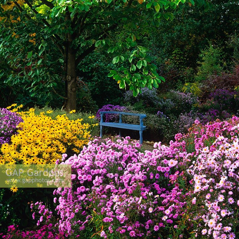 National Collection of autumn-flowering asters- Picton Garden. Rudbeckia 'Goldsturm' and pink Michaelmas daisy Aster novi-belgii 'Coombe Margaret'. Seat beneath magnolia.