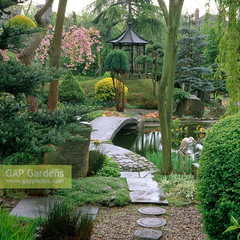 Oriental styled garden with a koi carp pond, cherry blossom and topiarised conifer, leylandii and privet.