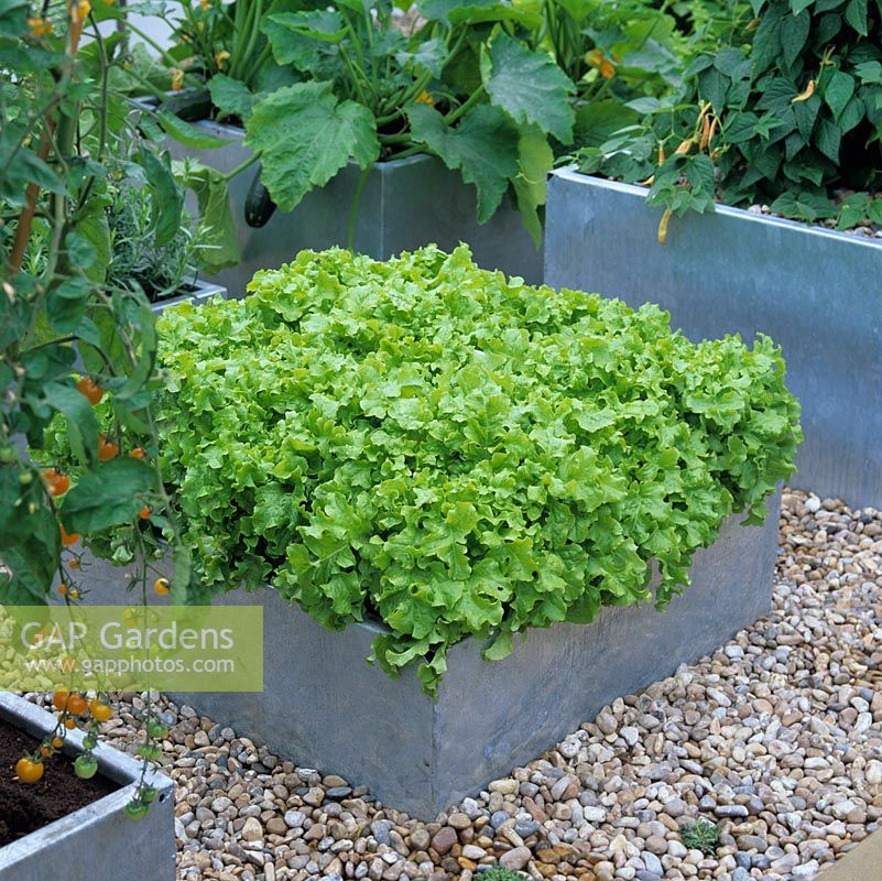 Set in gravel, galvanised steel raised bed filled with picking lettuce. Cut with scissors when 10cm high. Ensure summer-long succession with 2-weekly sowings.