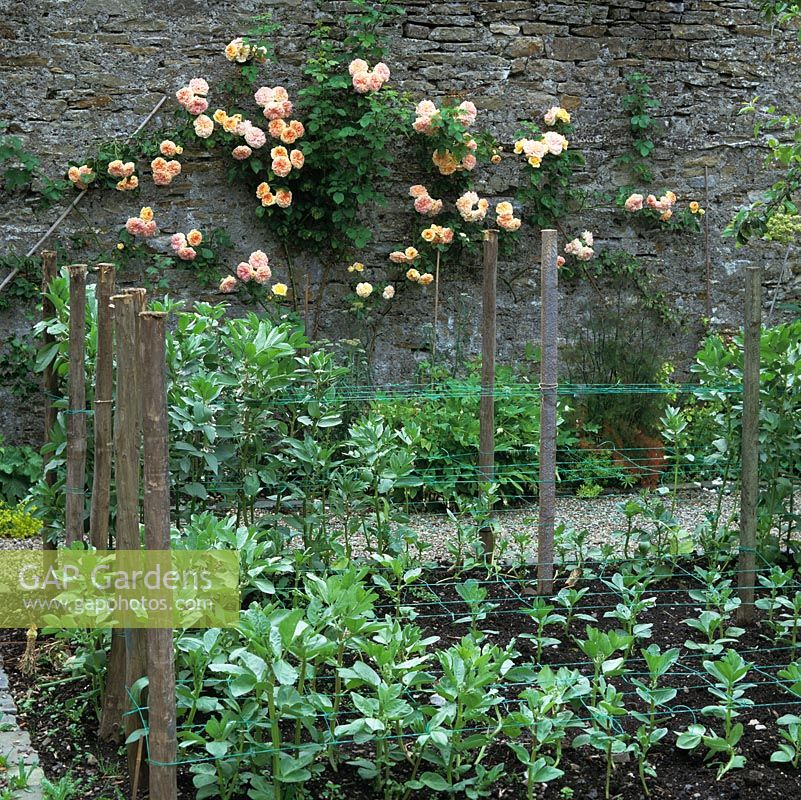 Netted support is prepared for bed of broad beans. Behind, on ancient grey stone wall, Rosa Alchemist.