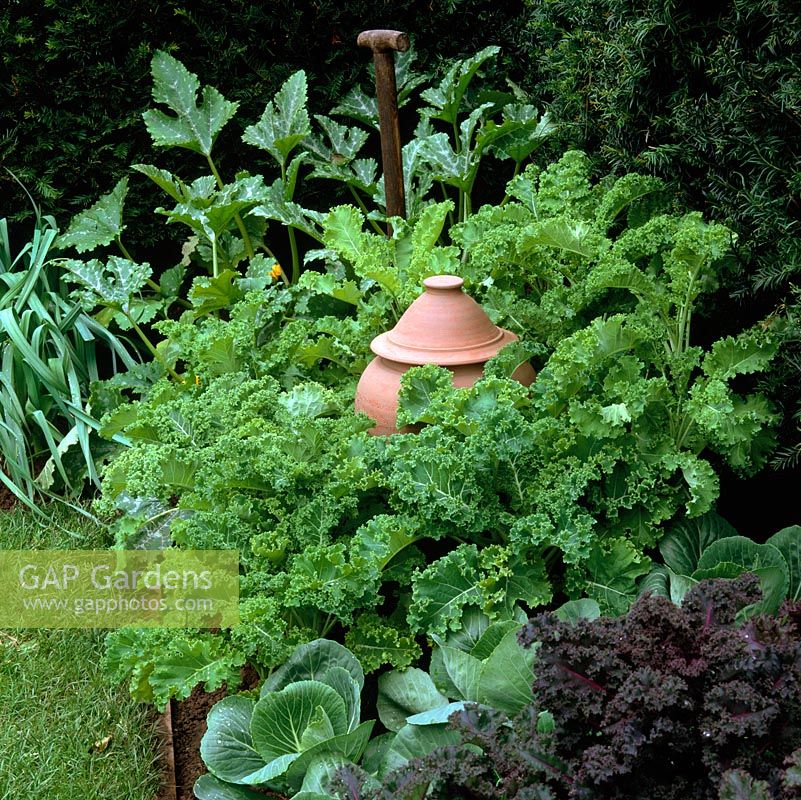 Terracotta forcing pot amidst curly kale, cabbage, courgettes and leeks.
