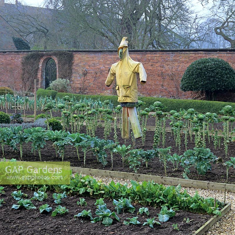 In old walled garden, kitchen garden is a pigeon-free zone thanks to the old scarecrow.