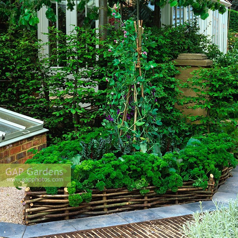 Raised bed of parsley, chard and sweet peas on willow obelisk, edged in low woven willow hurdles.