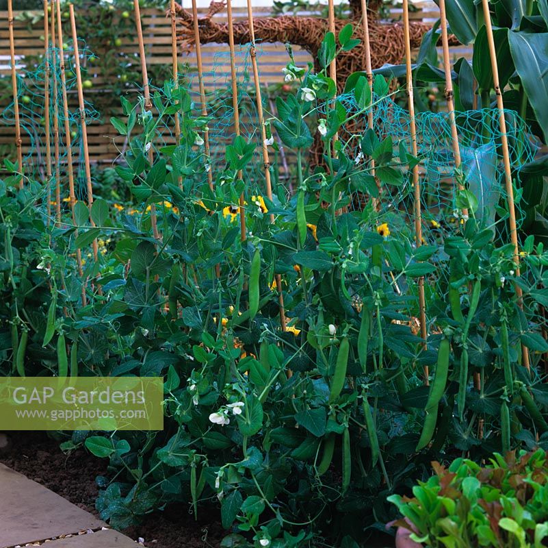 In vegetable patch, row of peas, supported on plastic mesh held in place on canes.