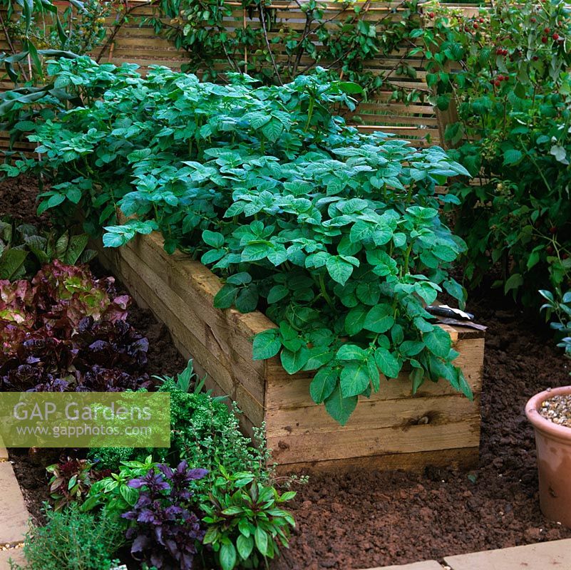 Contained by wooden planks recycled from old pallet boxes, raised bed of potatoes.