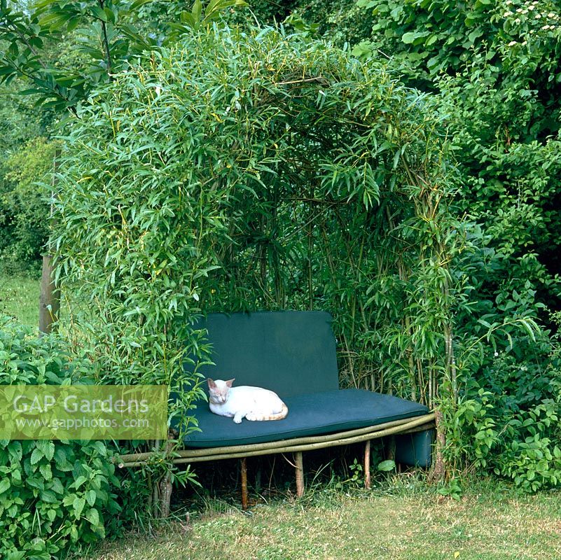 Elizabeth Fowler's old cat basks in the summer sun in a living willow arbour.