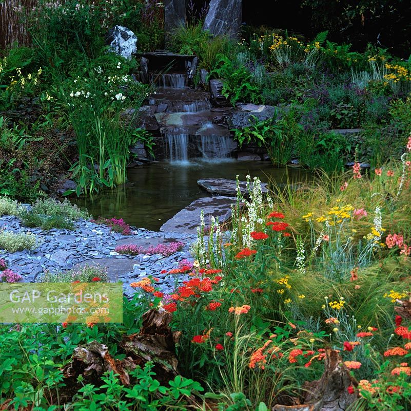 Cascade gushes down huge slate rocks into pool edged in slate shards, clumps of thyme. Informal planting: lavender, achillea, grasses, verbascum, fern, foxglove and heuchera.