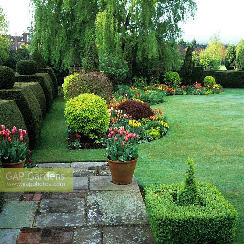 Yew hedge backs bed of gold philadelphus and euphorbia, acers, tulips West Point, Prinses Irene, Blushing Beauty, Ballerina, Renown, Daydream and Cassini in pots.