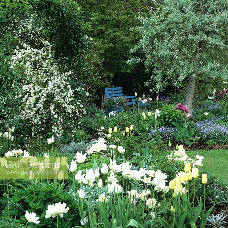 Pyrus salicifolia Pendula above forget-me-not, Tulips Blue Heron with Shirley. White bed: honesty, exochorda, tulips Triumphator and Mount Tacoma.