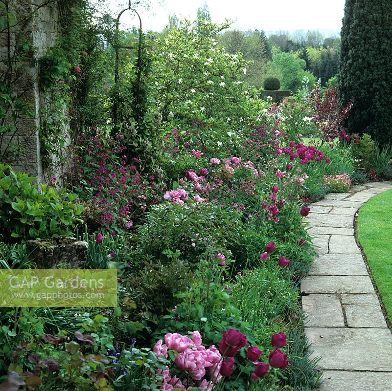 Pink bed of honesty, hellebores, aquilegia, double Tulipa Lilac Perfection and T. Negrita. RH: York stone path. At end, Magnolia x loebneri. Distant yew topiary.