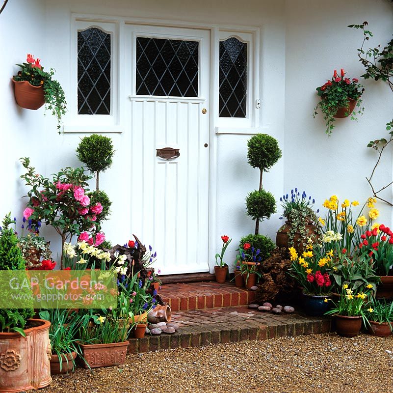 Steps leading to front door with containers planted with Conifer topiary, camellia, Muscari armeniacum, anemone, hyacinth. Narcissi February Gold, Jetfire, Midget. Tulipa Carlton Red and Red Riding Hood