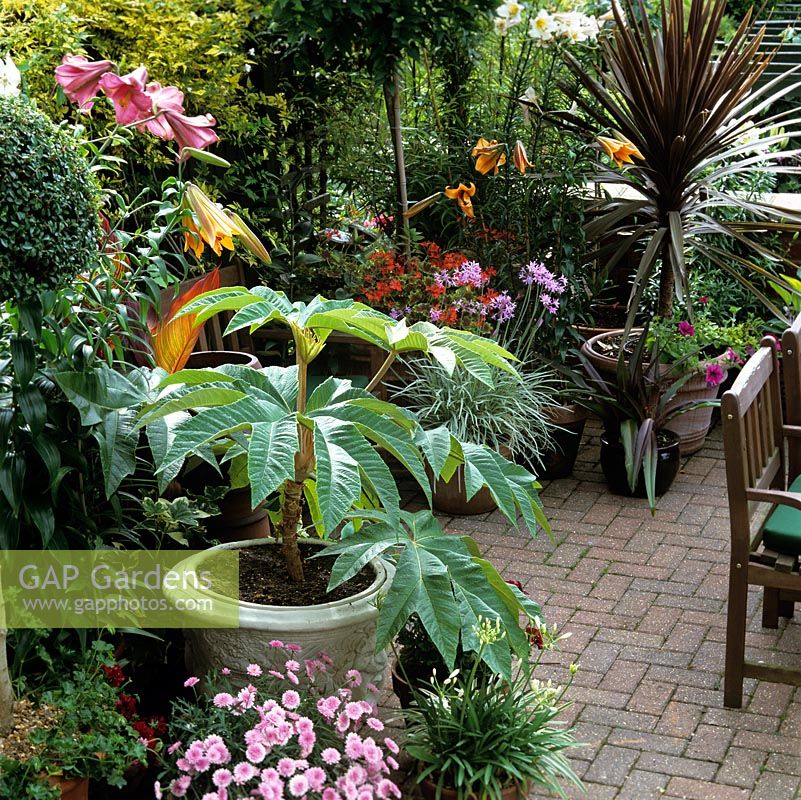 Modern paved terrace with pots of the architectural plant, rice-paper plant - Tetrapanax papyrifa, plus tulbaghia, pelargonium, marguerite, cordyline and lilies.