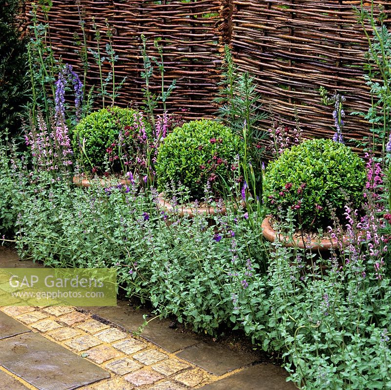 Height added to a narrow border by three matching pots of box topiary domes immersed in aromatic catmint. Behind, fence of woven willow creates natural backdrop.