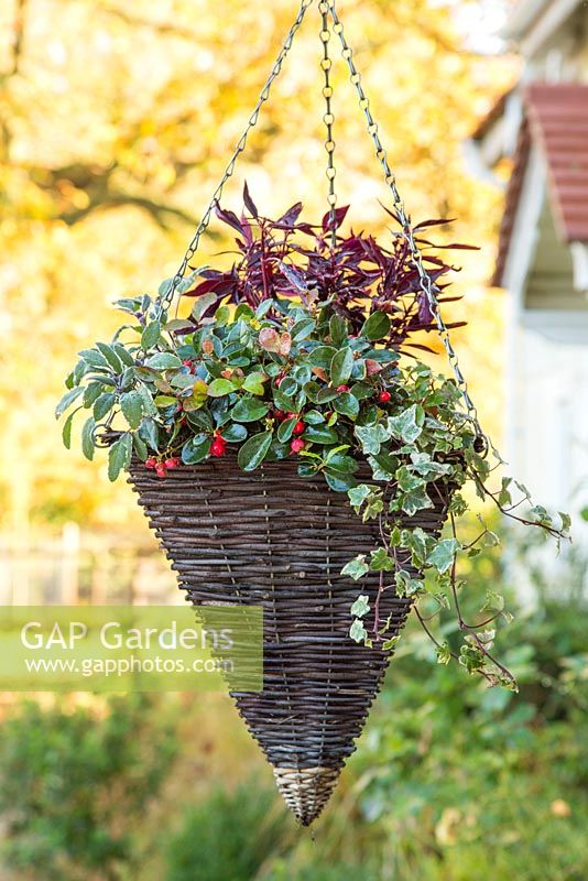 Hanging basket with plants including Salvia officinalis 'Tricolor', Gaultheria procumbens 'Red Baron' Winter Pearls series, Variegated Ivy and Iresine. 