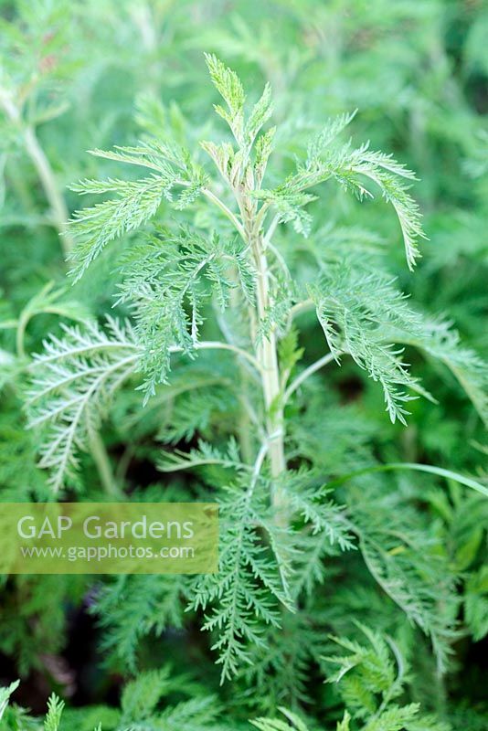 Artemisia afra, Wild wormwood or African wormwood, Cape Town, South Africa