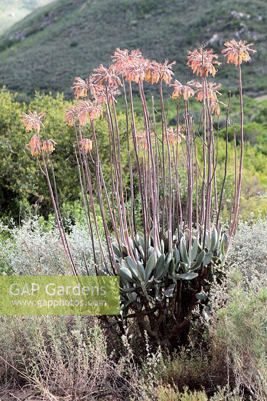 Cotyledon orbiculata - Pig's ear, Robertson, Western Cape, South Africa