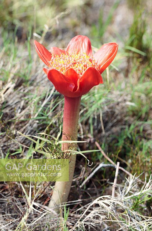 Haemanthus coccineus - March flower, April Fool, blood flower, paintbrush lily, powderpuff lily, Hermanus, Western Cape, South Africa