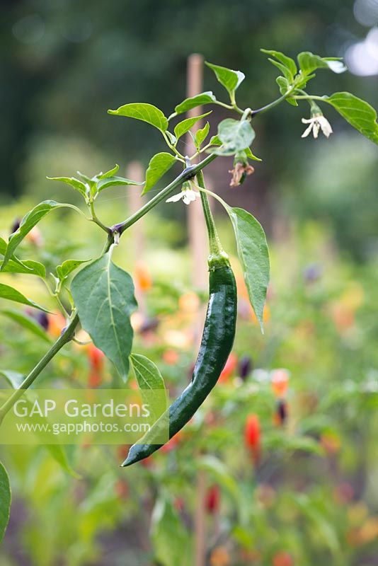 Capsicum frutescens Pasilla Bajio Chili Pepper