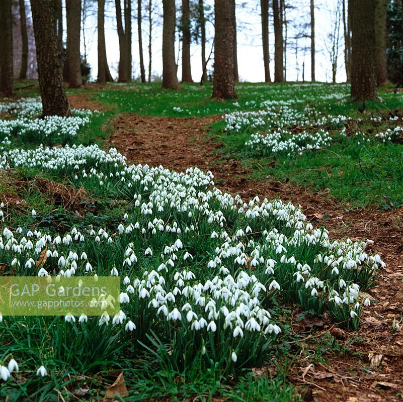 Deciduous woodland with snaking bark chip path edged in snowdrops in winter.