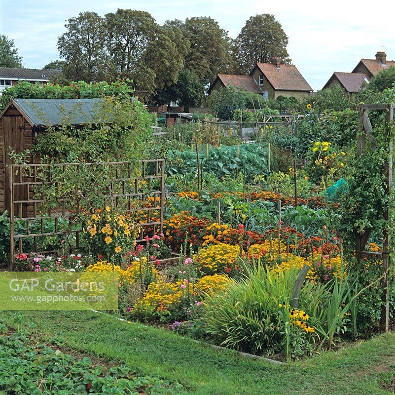 Engulfing allotment shed, colourful mix of vegetables - beans, courgettes, cabbages and sweet corn - with flowers - French marigolds, rudbeckia, dahlia and snapdragons.